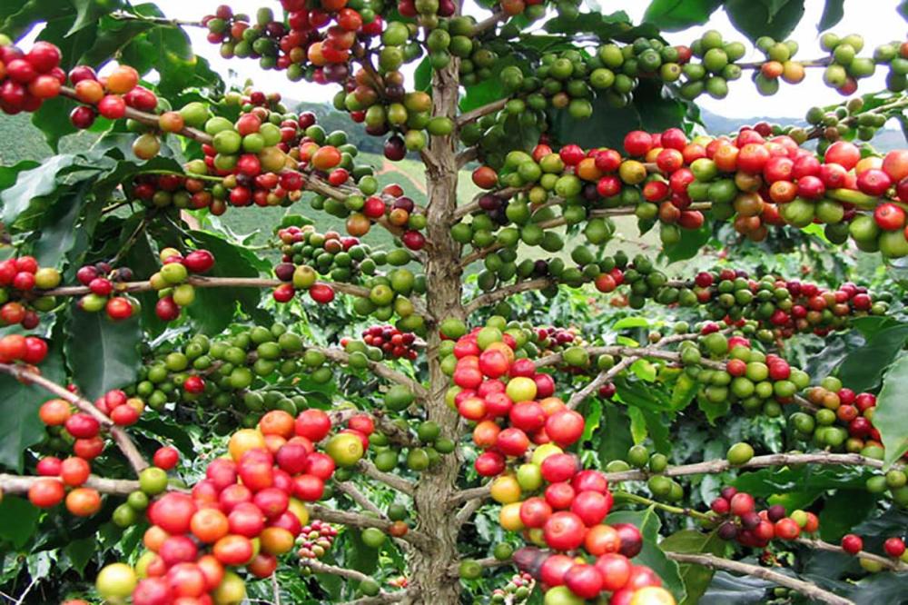 What is the strongest source of coffee beans?