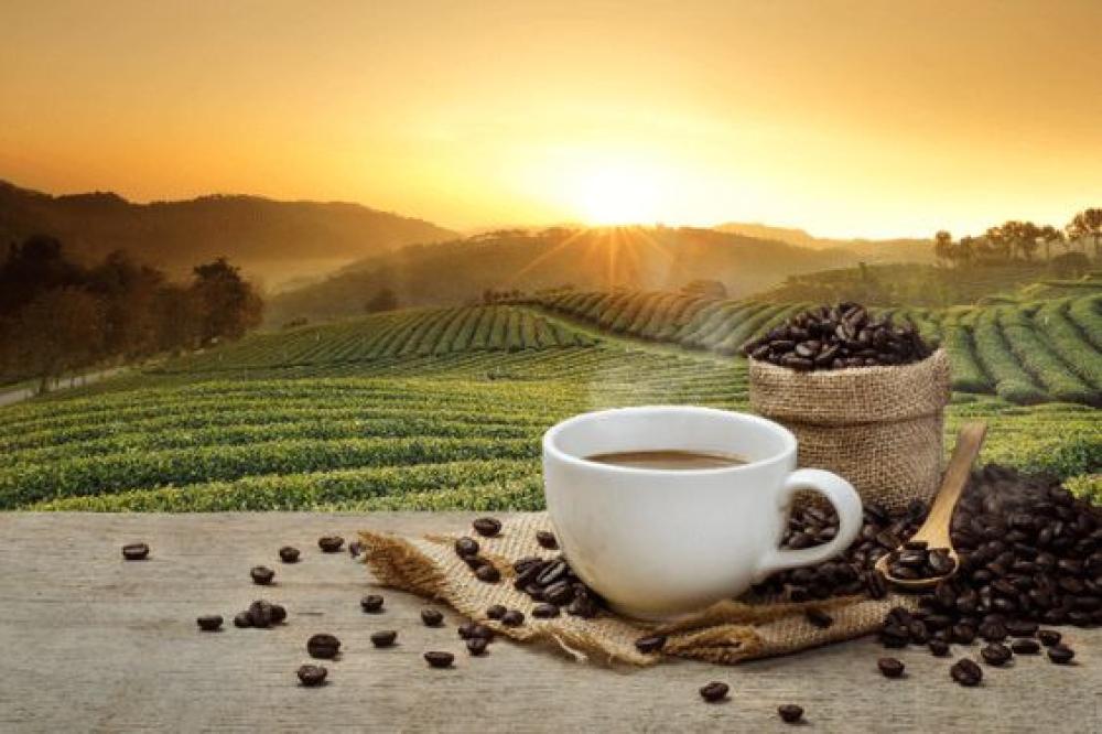 Coffee World Roaster Types