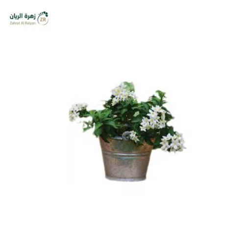 نبات الياسمين الطبيعى