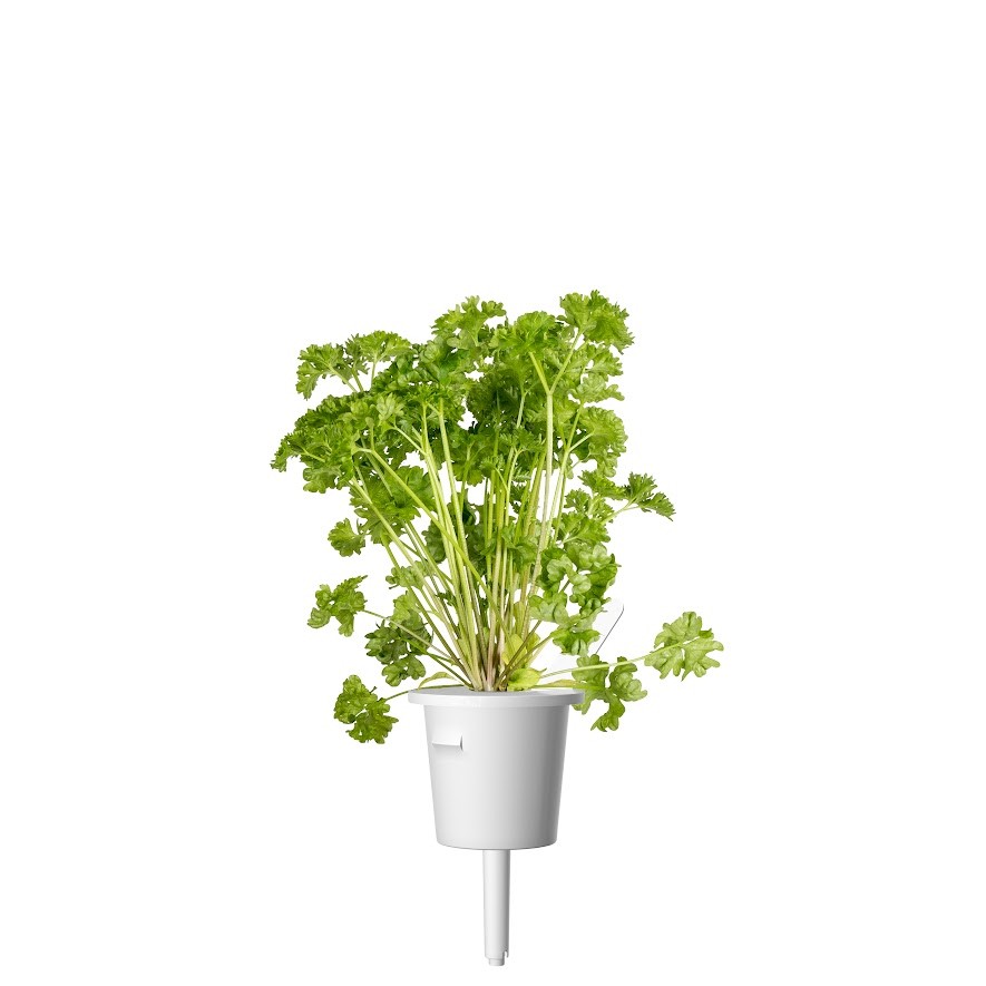 Click Grow Seeds Parsley