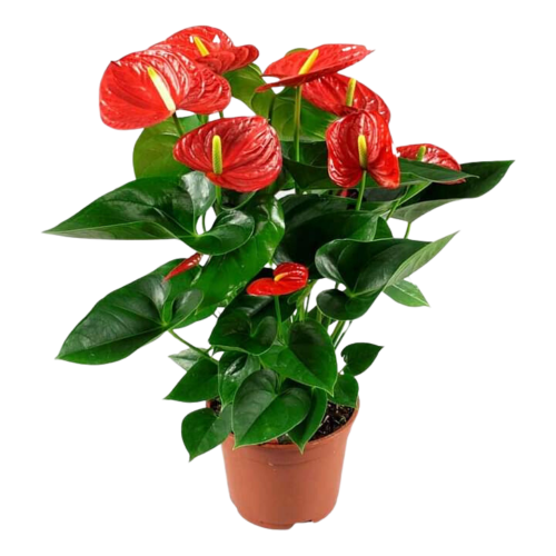 انتوريوم - Anthurium andreanum