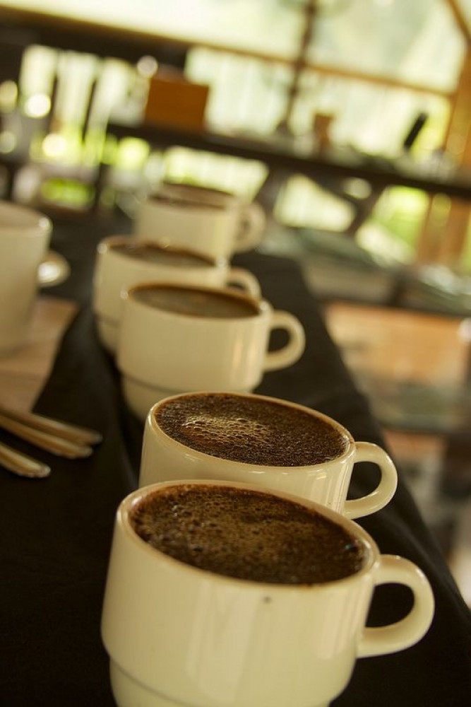 ماهو التذوق في القهوة المختصة