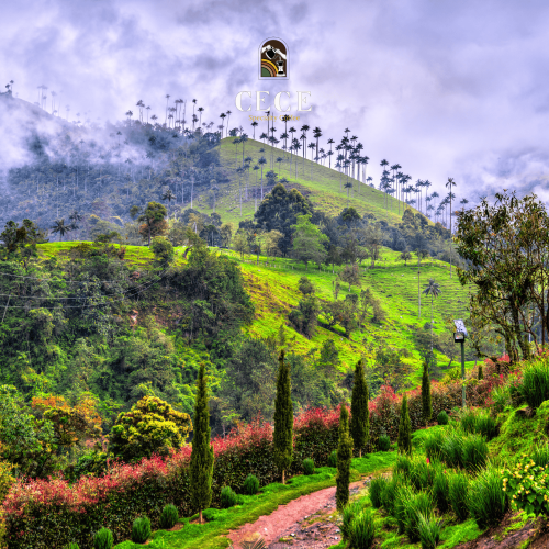 القهوة البرازيلية – نكهة الشوكولاتة والمكسرات الفاخرة القهوة البرازيلية – نكهة الشوكولاتة والمكسرات الفاخرة