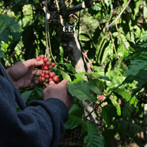 القهوة الكولومبية – توازن الطعم والدفء اللاتيني القهوة الكولومبية – توازن الطعم والدفء اللاتيني
