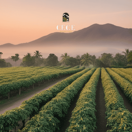 القهوة الإثيوبية – نكهة الزهور والفواكه من قلب إفريقيا القهوة الإثيوبية – نكهة الزهور والفواكه من قلب إفريقيا