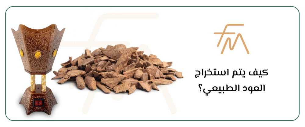 كيف يتم استخراج العود الطبيعي؟ خطوات وأسرار نادرة