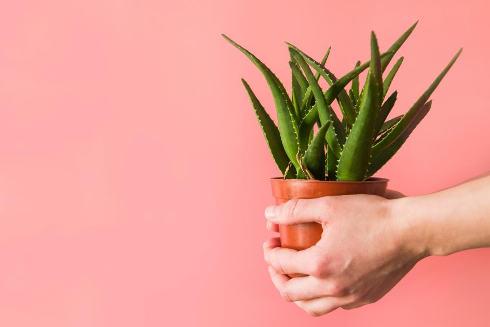 لماذا تعد النباتات الهدية المثالية؟