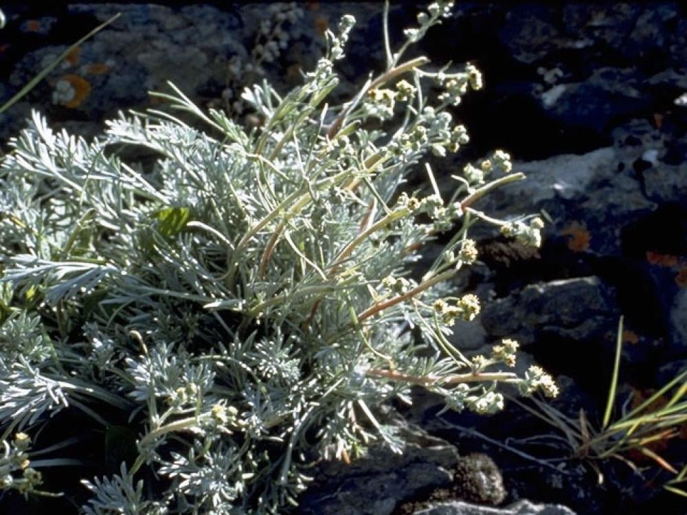 عشبة البعيثران (Artemisia Judaica): النبتة العطرية ذات الفوائد العلاجية