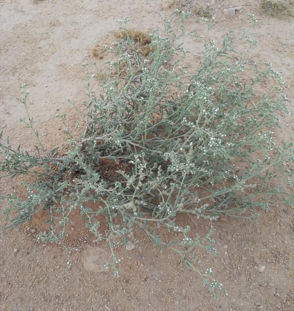 كل ما تحتاج معرفته عن رمرام (Heliotropium bacciferum): الخصائص النباتية والتقليدية