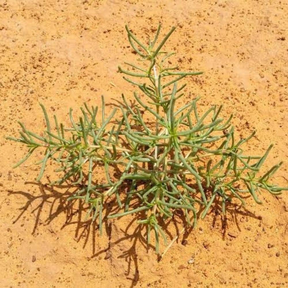 نبات الشنان (Anabasis): الوصف، الاستخدامات، الفوائد، والظروف المناسبة للزراعة