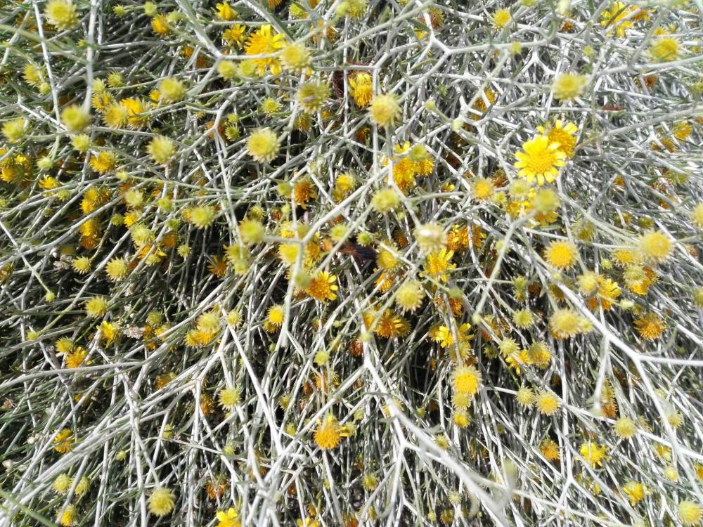 بذور نبات العرفج – Rhanterium epapposum | شجيرات صحراوية أصلية