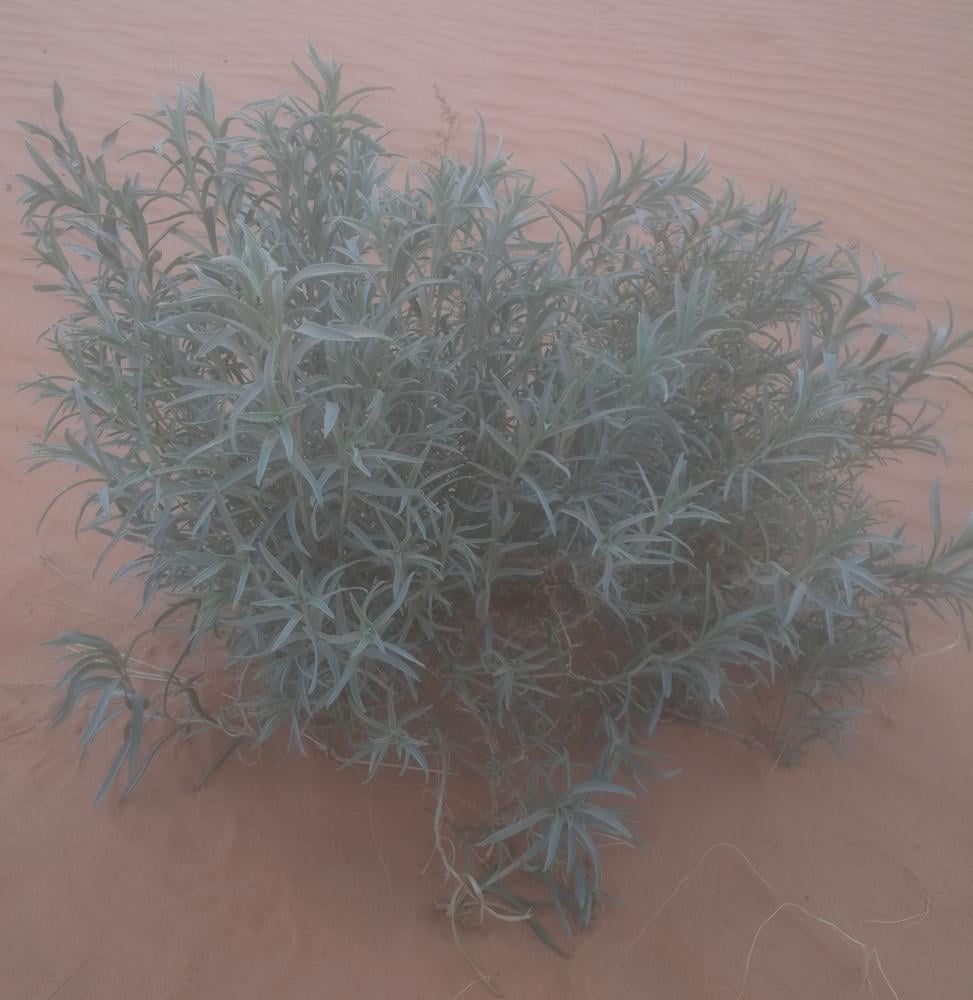 كل ما تحتاج معرفته عن نبات عاذر (Artemisia abyssinica): وصف، نمو، وتأثيرات الحساسية