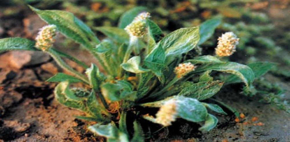 نبات ربلة القاطونة (Plantago ovata)