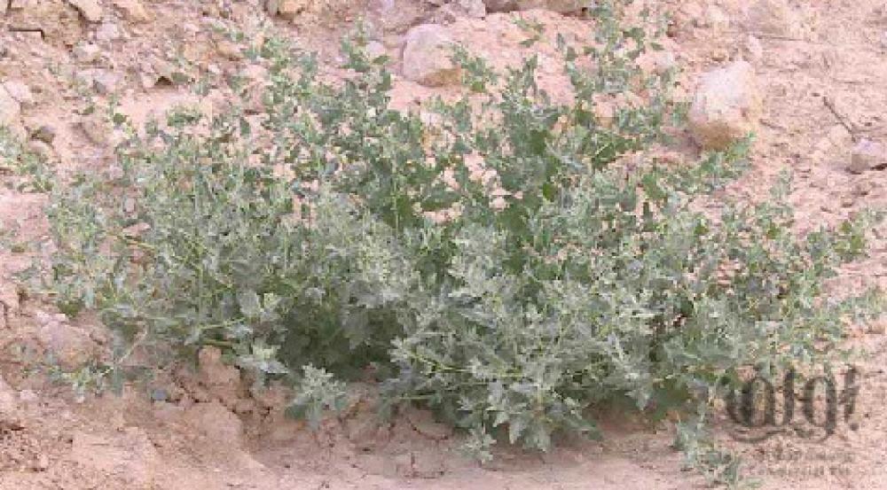 نبات الرغل , Atriplex halimus