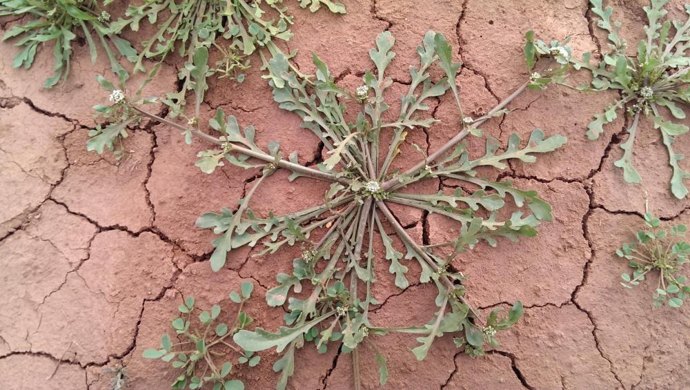 Lepidium sativum (الجرجير): الوصف والاستخدامات والفوائد