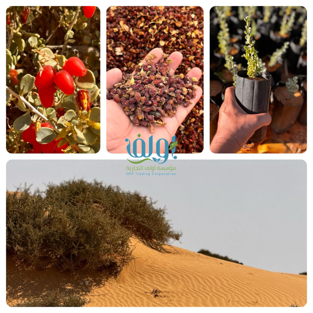 شجرة المصع في أرض الطبيعة Nitraria retusa
