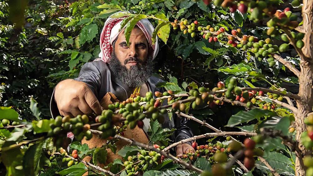 البن الخولاني - محامص زد كب