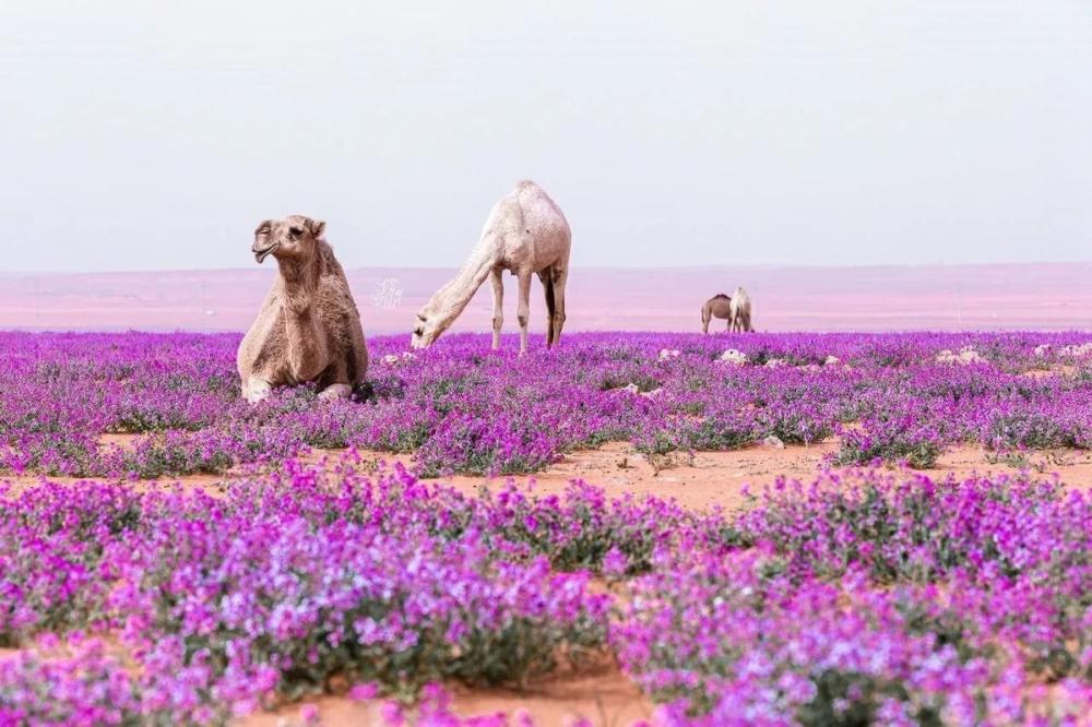 الخزامى في السعودية: عطر الهوية وأثرها النفسي في الشعر والثقافة