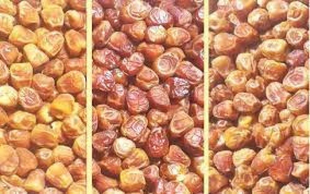 فوائد التمر للرجيم