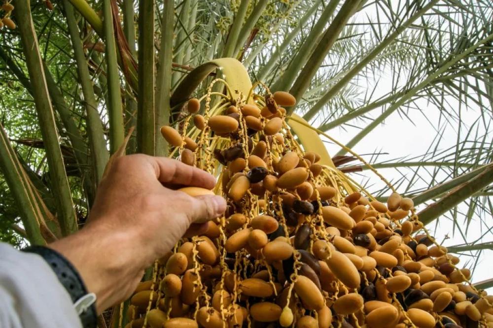 شراء التمر بالجملة في السعودية