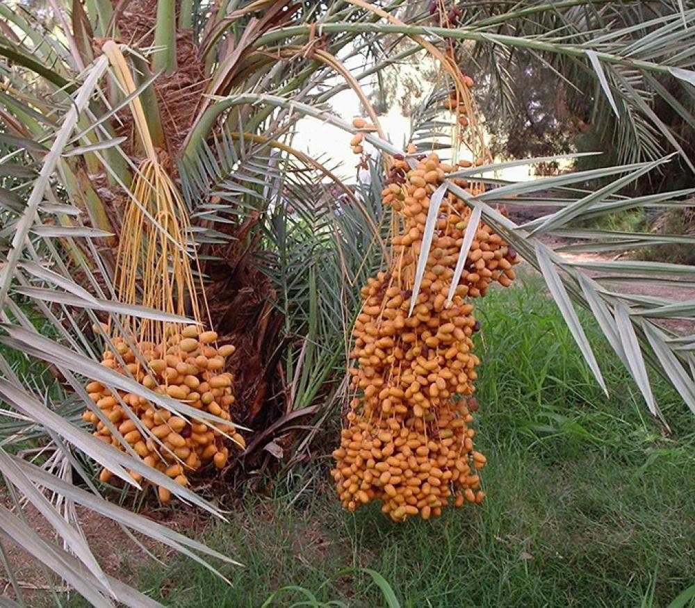 أسباب تفضيل التمر السكري السعودي