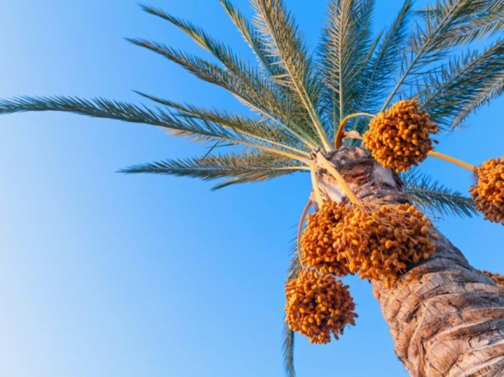 فوائد التمر للهرمونات