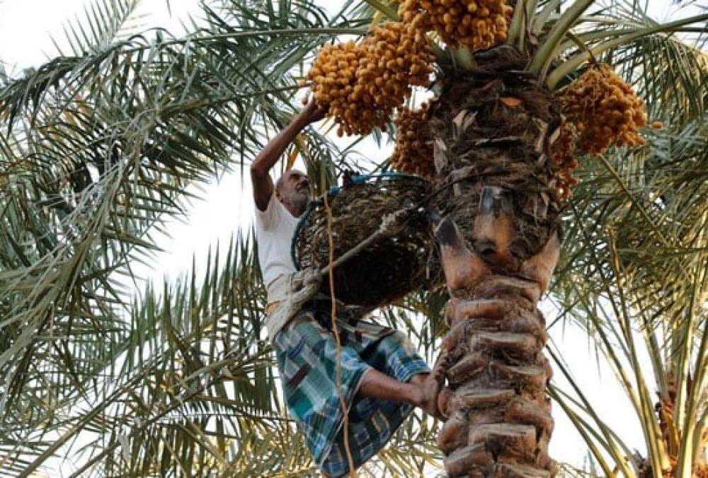 ما هي علامات التمر الفاسد