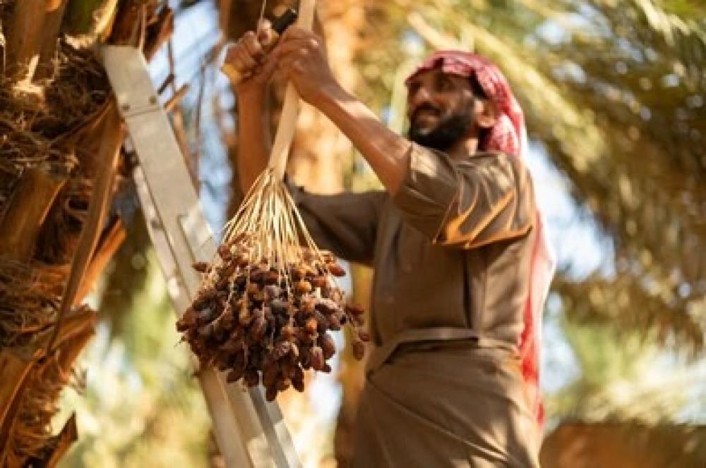 مصانع التمور في السعودية