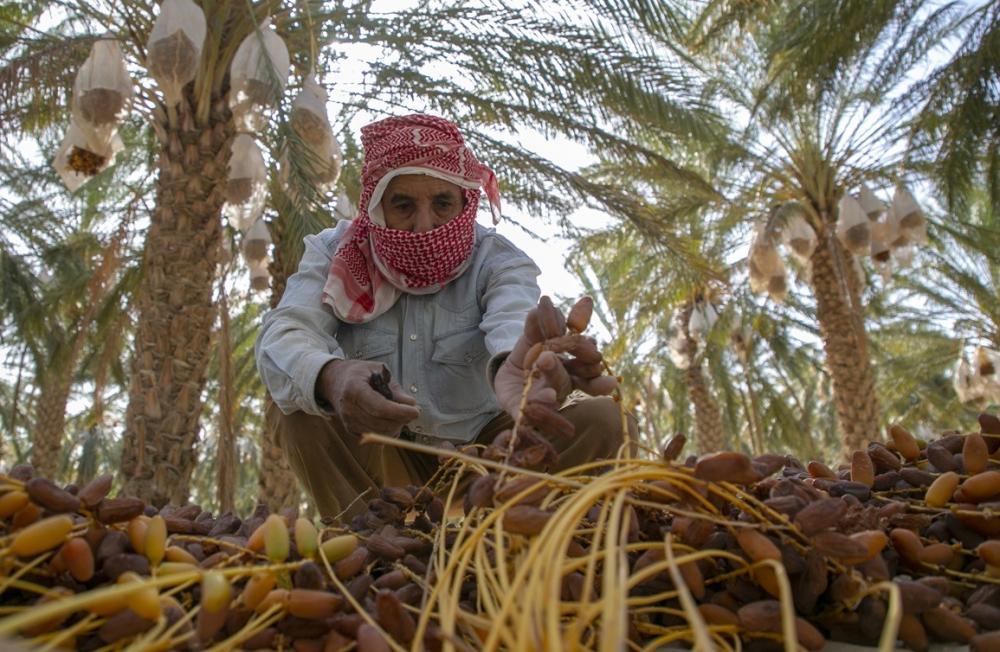 أفضل أنواع التمور السعودية
