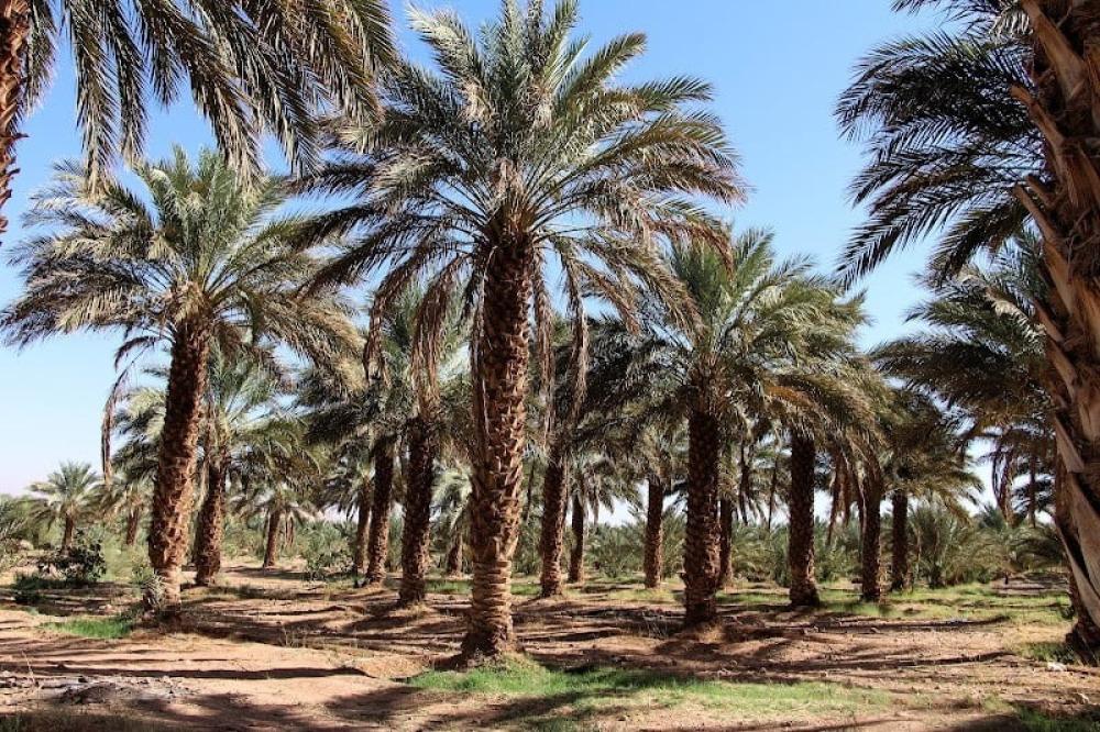 شراء التمر بالجملة في السعودية