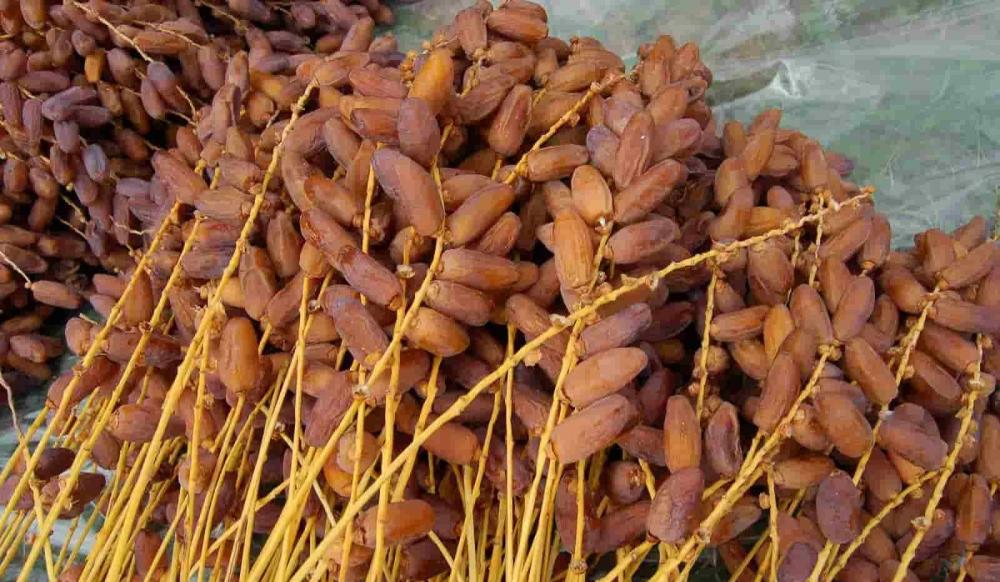 كم سعرة حرارية في تمرة واحدة