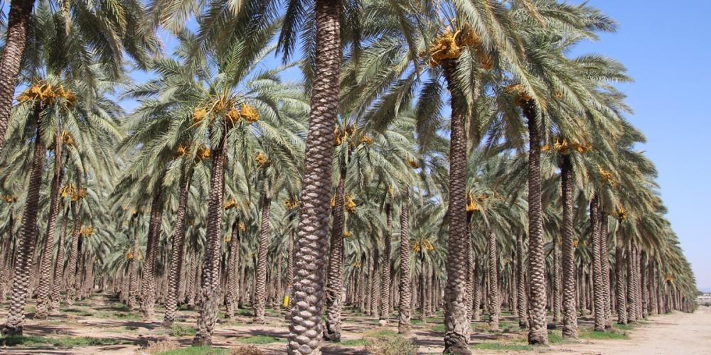 أفضل 10 أنواع تمور سعودية