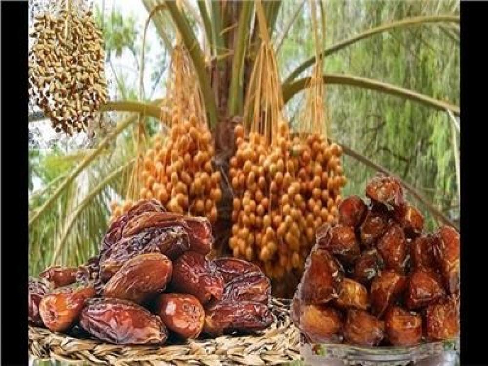 أكبر أسواق التمور في المملكة العربية السعودية