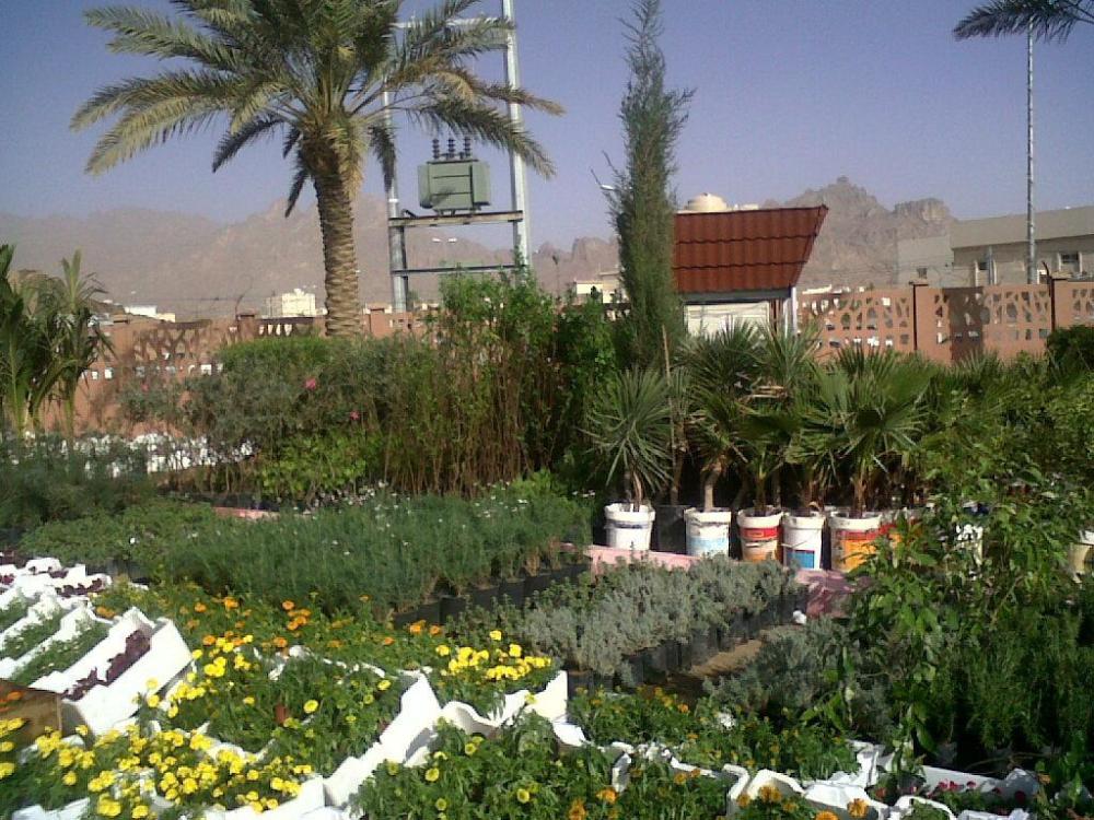 الزراعة المنزلية للحوش والسطح مع مصنع مراكن الشيماء بجدة - احواض جاهزة