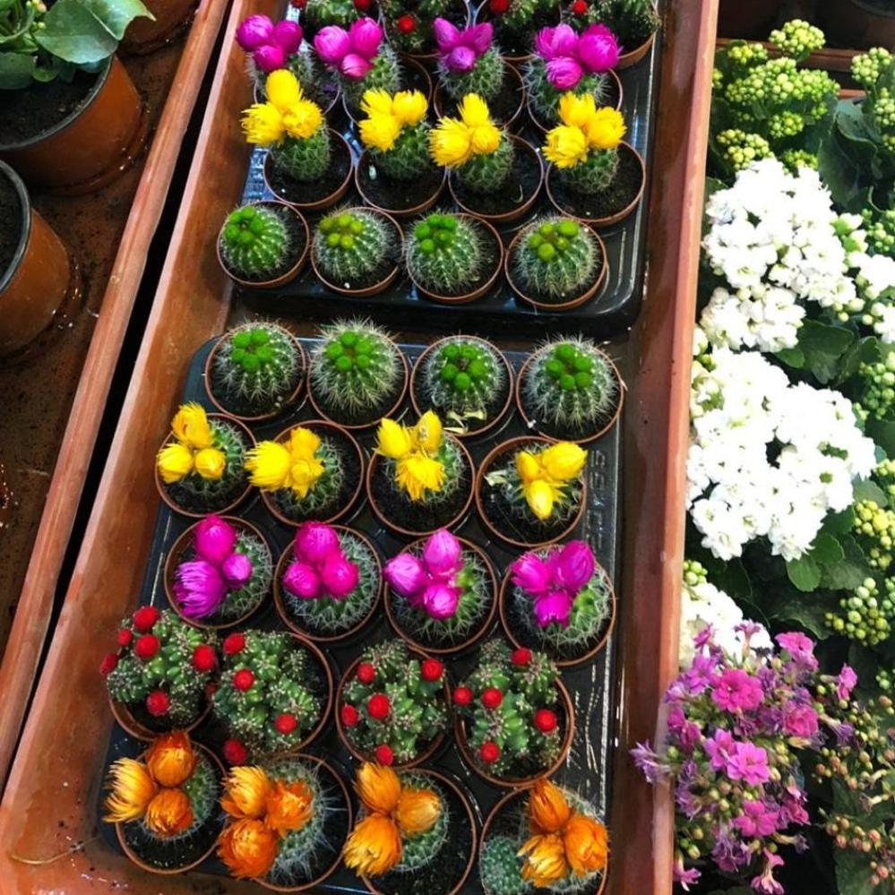 أنواع النباتات المناسبة لزراعة الأحواض في الخبر - مصنع مراكن الشيماء أنواع النباتات المناسبة لزراعة الأحواض في الخبر - مصنع مراكن الشيماء