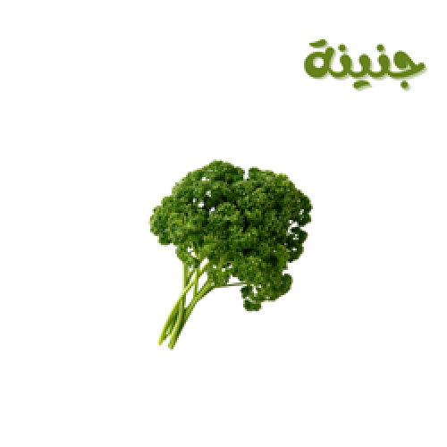 بقدونس 5 ربطات