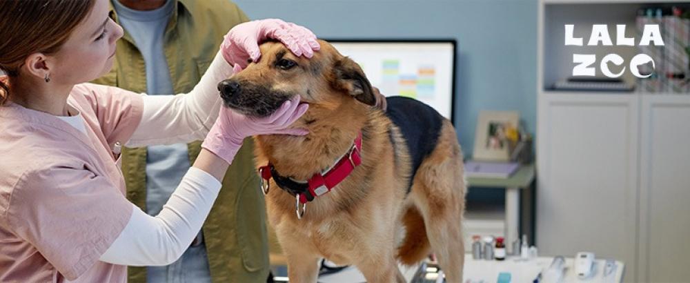 العناية بالكلاب