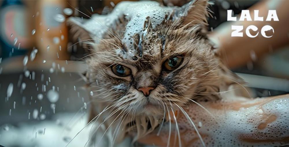 افضل نوع شامبو للقطط