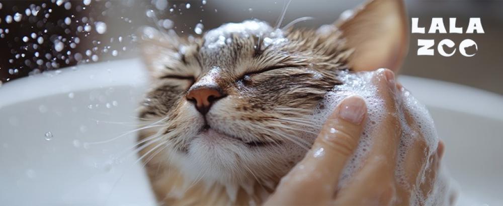 تنظيف القطط