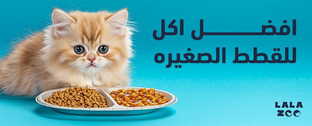 افضل اكل للقطط الصغيره