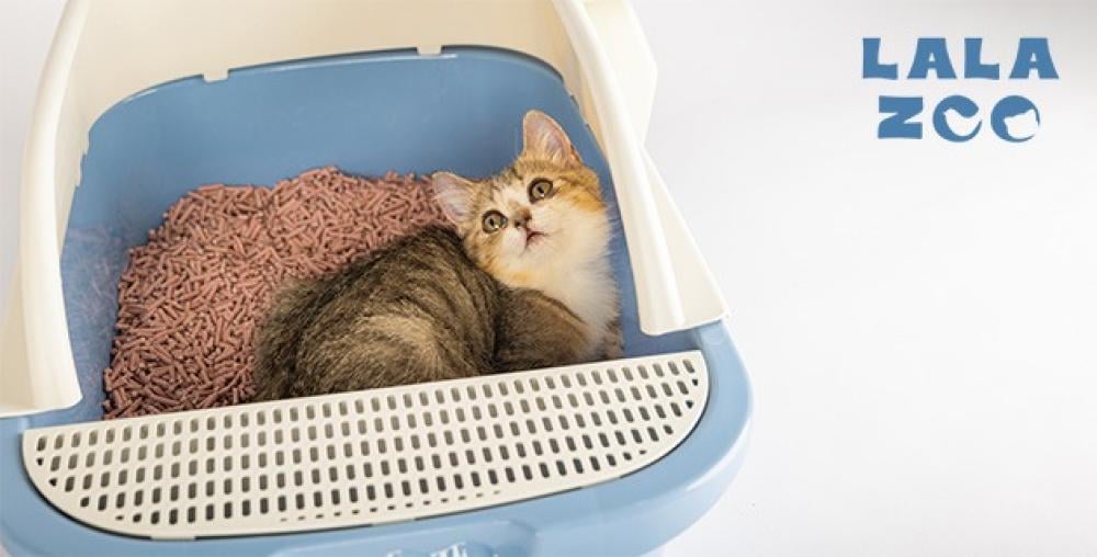 أفضل ماركات رمل القطط