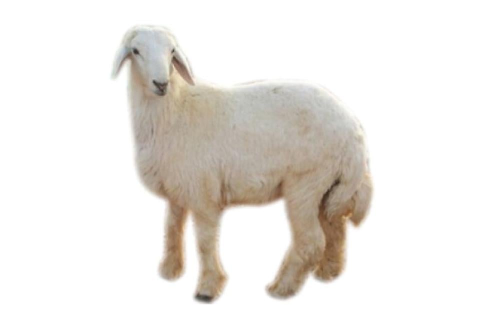 كيفية اختيار اللحوم الطازجة