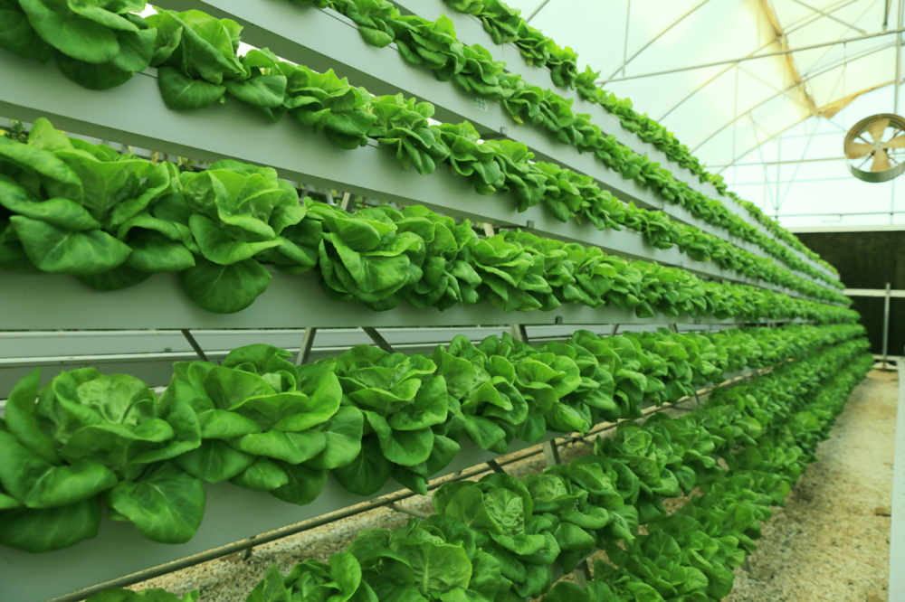 كيفية اختيار الخضار الطازجة