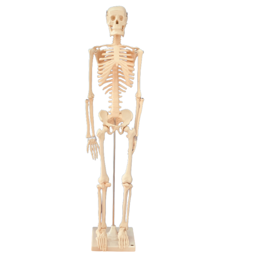 مجسم هيكل عظمي بشري 85 سم