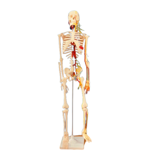 مجسم هيكل عظمي بشري مع الدورة الدموية 85 سم