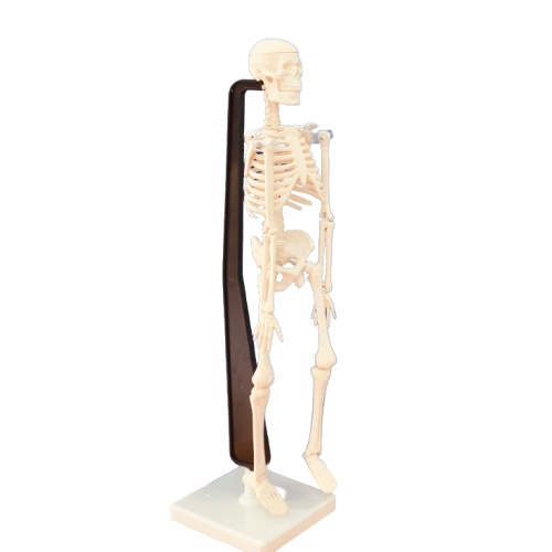 مجسم هيكل عظمي بشري 45 سم