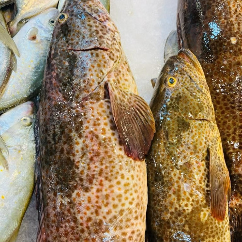 هامور عربي