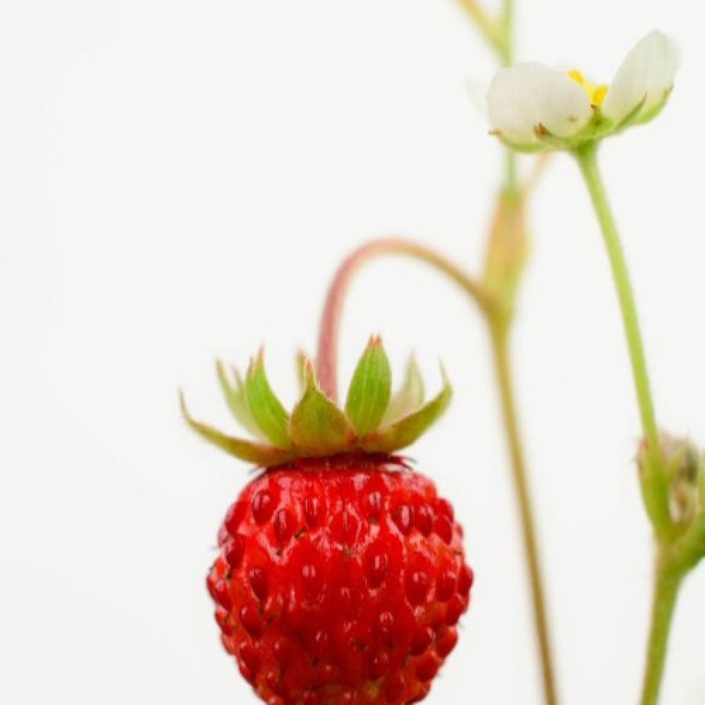 زيت الفراوله البرية العطري