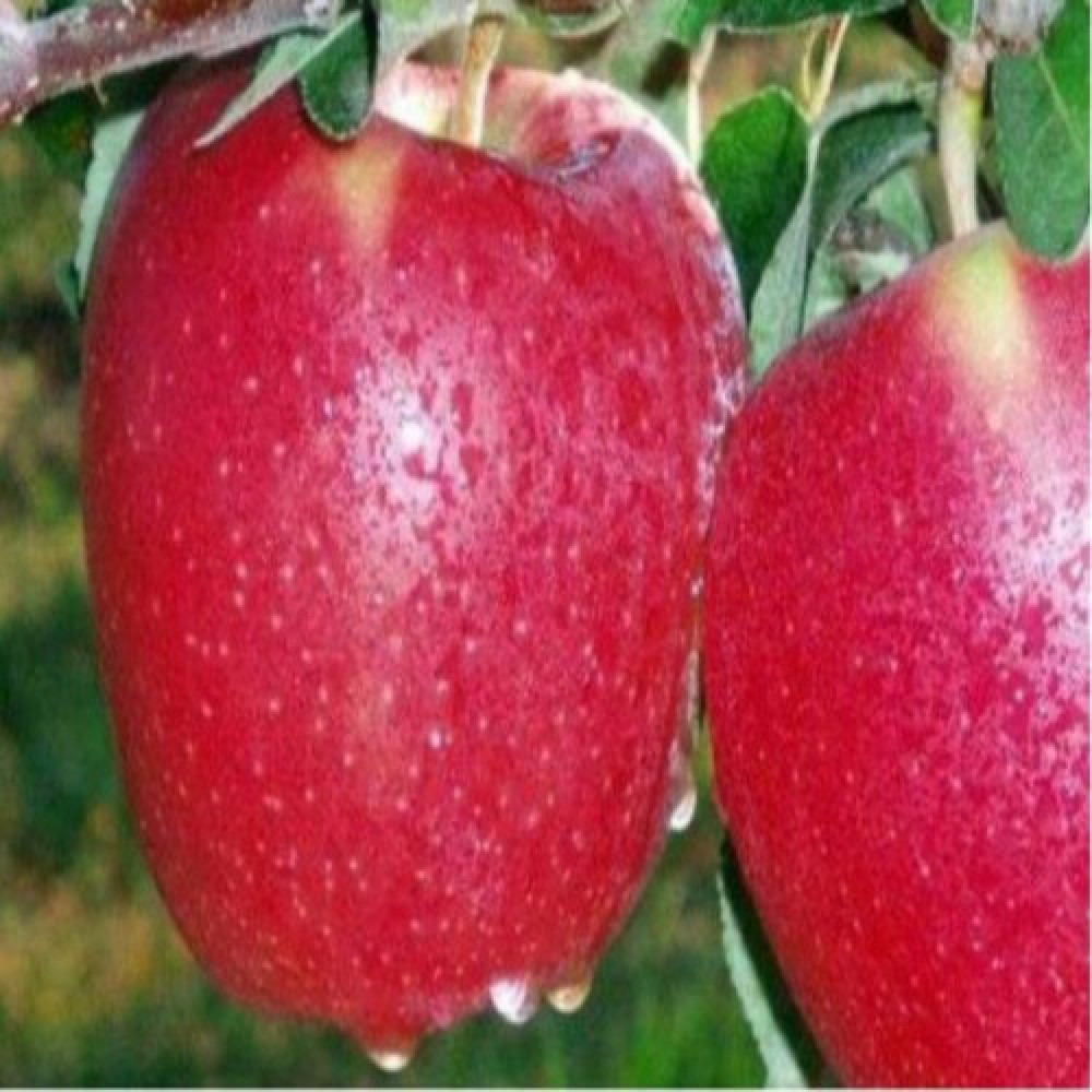 زيت براعم التفاح العطري