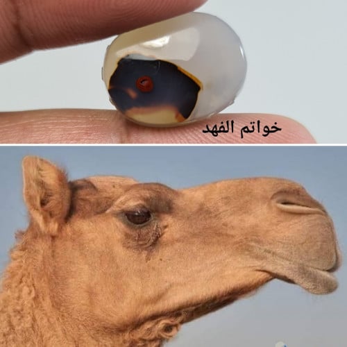 عقيق مصور رأس جمل و رأس ضب سبحان الله عقيق يمني طب...
